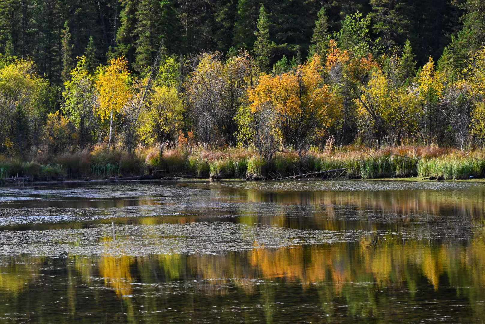 阿勒泰地区可以使用内地的学生证购买优惠门票吗？